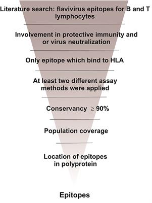 Seeking Flavivirus Cross-Protective Immunity